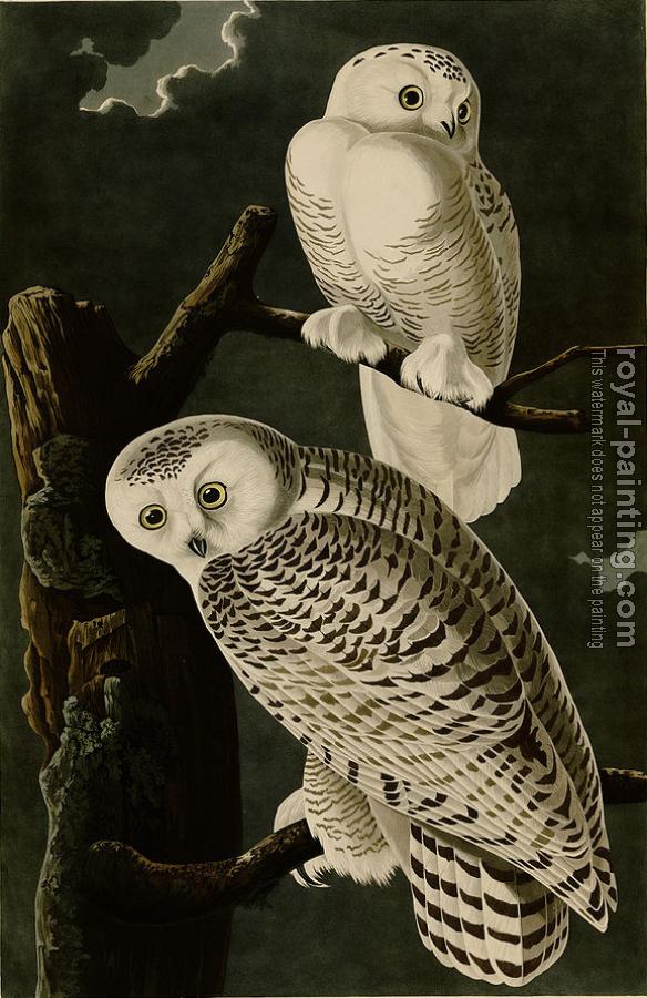 John James Audubon : Snowy owl